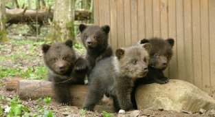 Медвежата (10 фото)