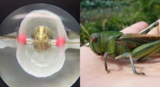 Ученые из MIT: саранча может заменить онколога человеку (5 фото)