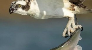 How ospreys dive or hawks that became excellent swimmers (3 photos + 1 video)