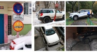Вот хозяева двора, в голове у них дрова (34 фото)