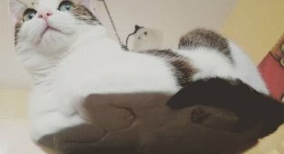 Коты-плюшки (18 фото)
