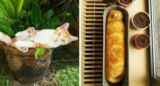 20 снимков котиков в горшках, доказывающих, что коты — цветы жизни, которые не нужно поливать (21 фото)