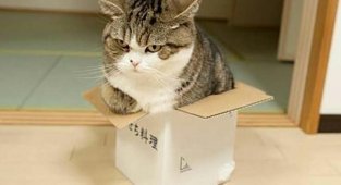 Почему коты так любят сидеть / ложиться в небольшие пространства (коробки, пакеты и тд) (12 фото + 1 видео)