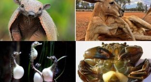 Инцесты, измены, групповуха, детский каннибализм: 20+ фактов о размножении животных (28 фото)