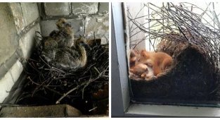 Неожиданные соседи в обычных домах (19 фото)