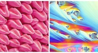 Simple things under a microscope (18 photos)