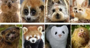 Милашки (14 фото)