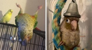 16 funny photos that prove that birds can be funny too (17 photos)