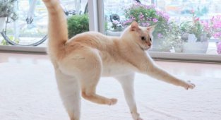 Кошки тоже умеют танцевать: 14 фотодоказательств (14 фото)