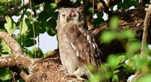 Бледный  филин: Эта птица — повод поверить в сверхъестественное!  Несколько причин, почему сова похожа на привидение (8 фото)