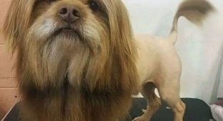 Люди, которые понимают всё слишком буквально (17 фото)