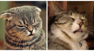 Disgust like a cat (18 photos)