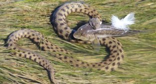 Водяной уж: её называют самой токсичной змеёй (9 фото)