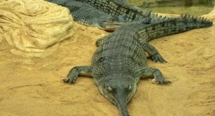 Гавиал: крокодил со смешным органом на носу (8 фото)