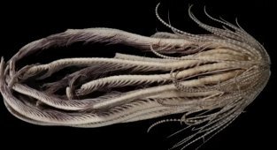 10+ sea creatures that inspire horror (15 photos + 2 videos)