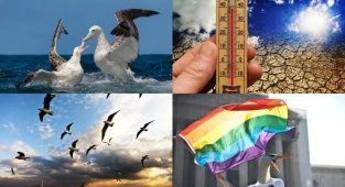 Превратности природы: глобальное потепление сделало альбатросов любителями бара «Голубая устрица» (11 фото)