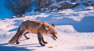 6 интересных фактов о том как зимует лисица (11 фото)