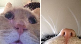 Котохакеры. Фото котов с вебкамер ноутбуков (16 фото)
