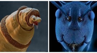 На лицо ужасные, добрые внутри: 20 крошечных существ под микроскопом (20 фото)