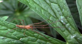 Тетрагната Монтана: Опасен ли дачный паук с очень длинными лапами? Странное поведение паука после «зомбирования» осой (7 фото)