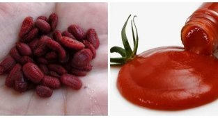 17 удивительных фактов о еде, о которых вы возможно не знали (18 фото)