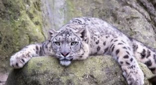Вымирающие виды: редкие животные, которых осталось менее 100 особей (6 фото)