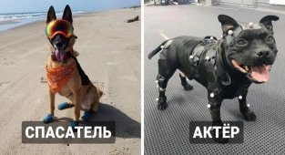 20 cобак, которые не понаслышке знают, что представляют из себя рабочие будни (21 фото)