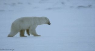 Гифки с белыми медведями (18 гиф)