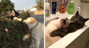 Friendship and romance: funny and touching photographs of animals (17 photos)