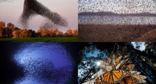 Плоды эволюции, которые больше похожи на фотошоп: мурмурация и другие примеры коллективного движения (16 фото)