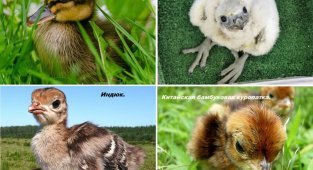 Как выглядят птенцы разных видов птиц (49 фото)