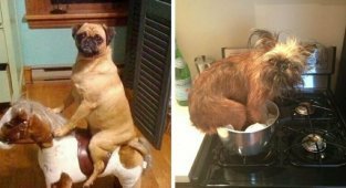 15 примеров того, что делают собаки, когда вас нет дома (16 фото)