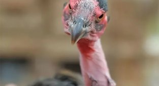 Мадагаскарские лысые курицы: Их перья превратились в доспехи, а когти — в копья. Боевые петухи для сражений на арене (6 фото)