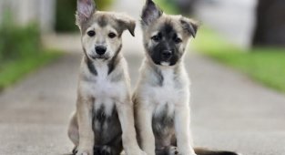 30 фото-доказательств того, что щенки с одним поднятым ухом на 90% милее обычных (30 фото + 1 гиф)