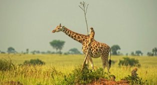 Минутка терапии (12 фото)