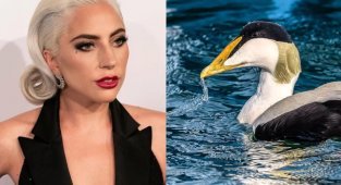 Гага: Настолько мощный желудок, что перемалывает морских ежей целиком, а из её пуха делают одежду полярников (8 фото)