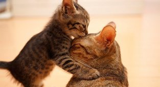 Материнская любовь и забота в животном мире! (31 фото)