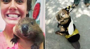 16 touching pictures of beavers that make you smile and lift your spirits (17 photos)