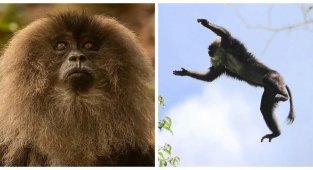 Вандеру: стойкий львиногривый привереда (10 фото)