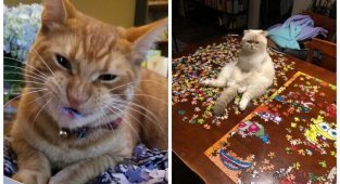 Доказательства того, что коты и пазлы несовместимы (37 фото)