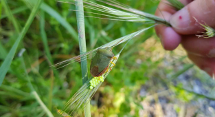 Зелёный клоп-вонючка: Читать в противогазе. Самое ненавистное насекомое дачников России и СНГ (8 фото)