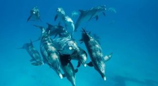How a dolphin can surprise you: 8 interesting facts from the life of a good-natured intellectual (8 photos)