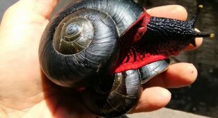 Огненная  улитка: Секрет кровавых моллюсков. Тот, кто научится размножать  этих слизней в неволе, станет миллионером (7 фото)