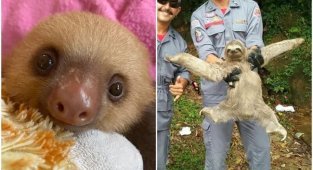 20+ прикольных фото ленивцев, которые зарядят настроением (31 фото)