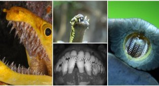 ТОП-20 удивительных зубов из мира животных (22 фото + 1 видео)