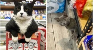 30 наглых котеек, которые превратили магазины в свои владения (31 фото)