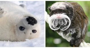 8 животных, которые ни за что не выиграют звание "Родитель года" (9 фото)