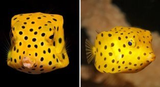 13 most dangerous species of fish that are the real villains of the underwater world (14 photos)