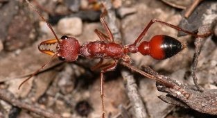 Самый опасный муравей в мире (6 фото)