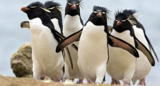 Думаете, что пингвины милые и ласковые? Ошибаетесь (15 фото)